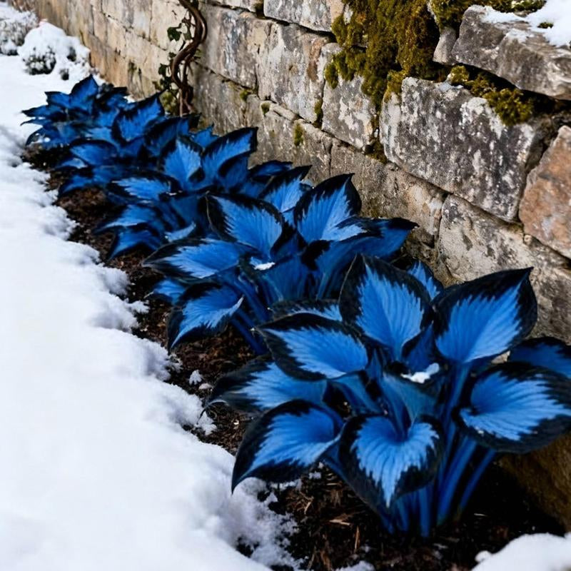 800Pcs Hosta Seeds Perennial Shade Plant for Garden and Yard Usa-Made Non-Gmo with Care Instructions Suitable for All Seasons